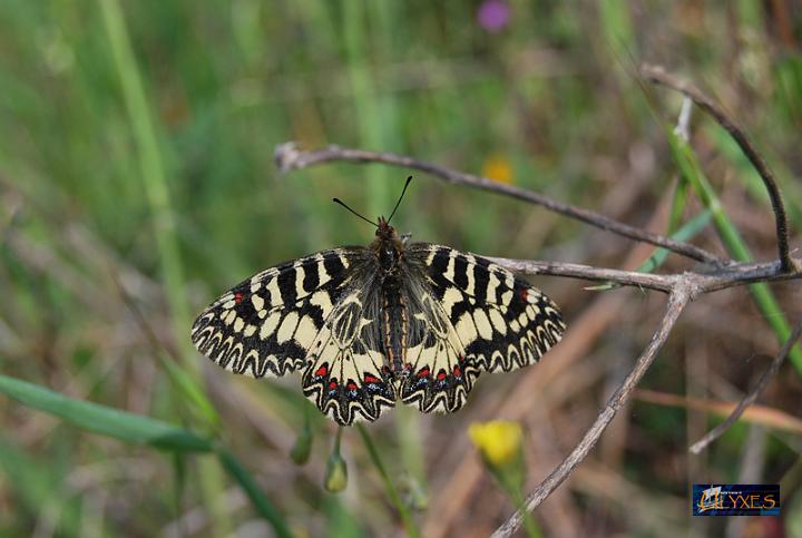 polissena - zerynthia polyxena.JPG